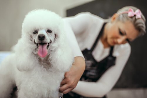 Cachorro poodle sendo tosado: quando cortar o pelo do seu cão?