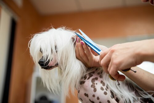 A primavera está chegando, quando cortar o pelo do seu cão?