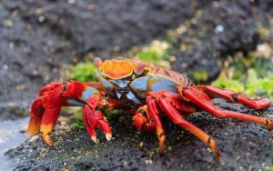 O que são os crustáceos?