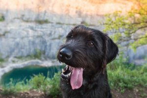 Cães mestiços são mais saudáveis: mito ou realidade?