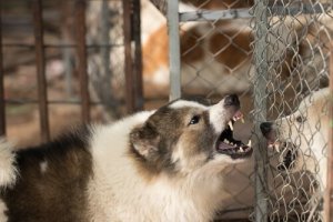Cão agressivo: o que fazer com esse problema