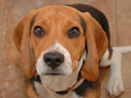 Por que cães choram