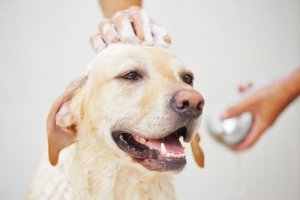 Faz mal dar banho em uma cadela no cio?