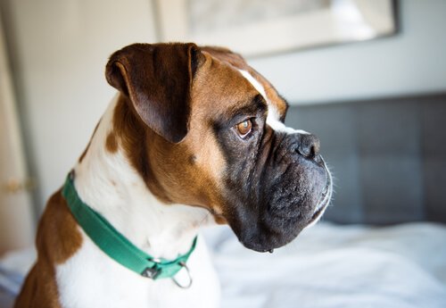 Identifique os sintomas de depressão em cachorros