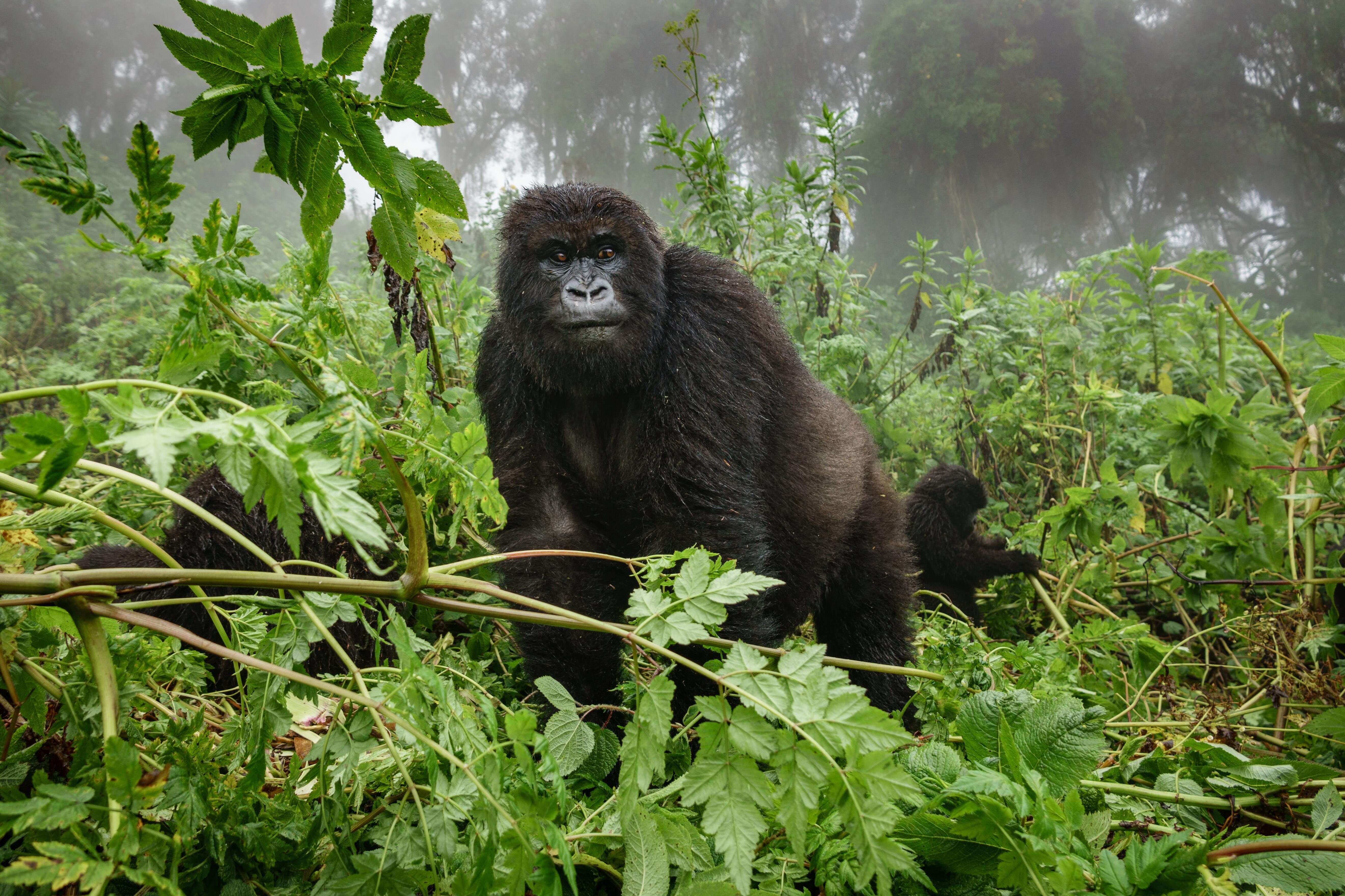 Gorila na selva africana