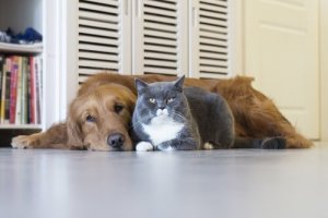 Doenças mortais em cães e gatos