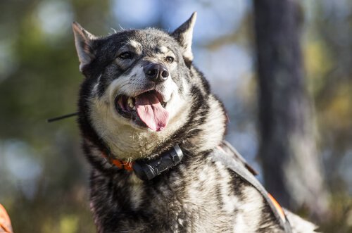 O elkhound norueguês: o caçador de alces