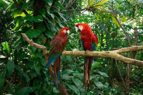 Casal de papagaios