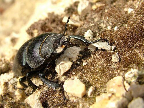 escaravelho-veado