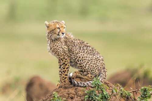 8 espécies de felinos
