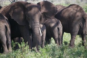 Manadas de elefantes e suas estruturas sociais