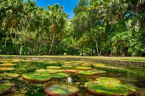 A flora da amazônia é riquíssima