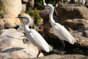 Garça-real: características, comportamento e habitat