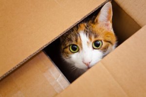 Por que os gatos gostam de caixas? Saiba aqui!