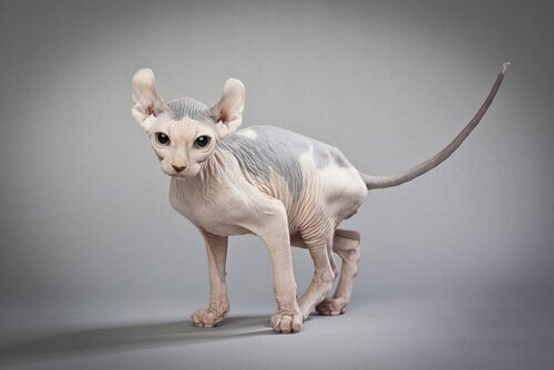 Gato Elfo, um gatinho careca e de orelhas curvas