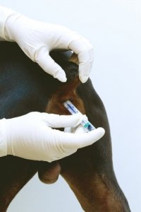 As glândulas anais do seu cão