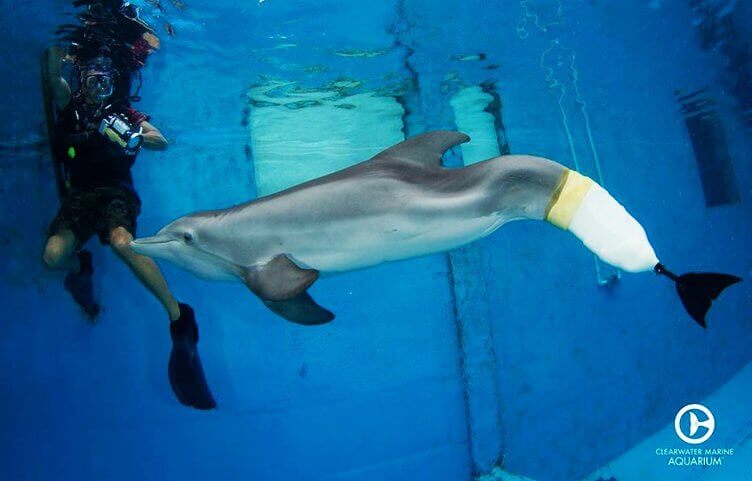 golfinho com prótese