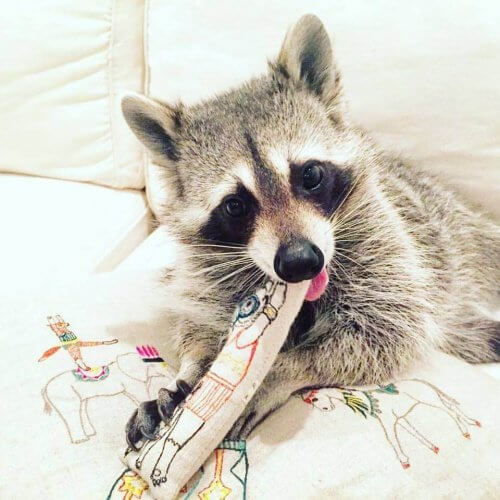 Guachine Guaxinim: características, comportamento e habitat - Meus Animais