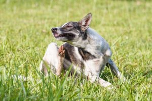 Saiba como hidratar a pele do seu cão
