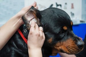 Dicas para limpar os ouvidos do seu cão
