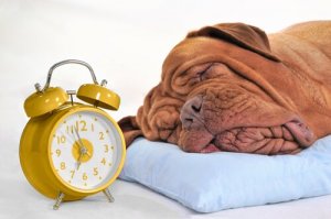 De quantas horas de sono o cão precisa?