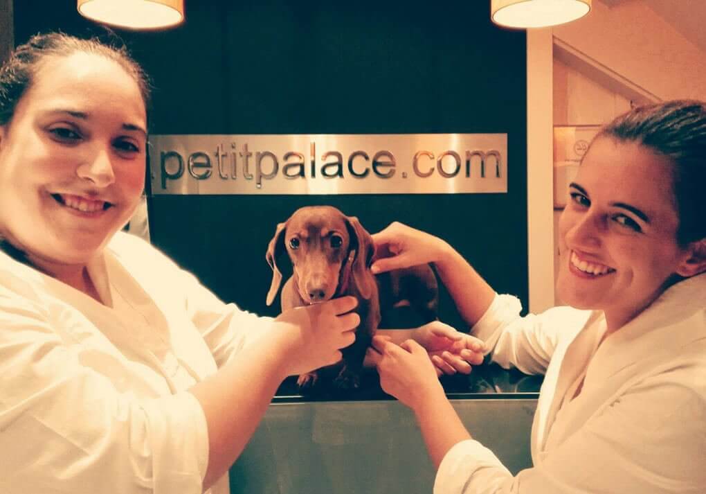 Hotel para cães