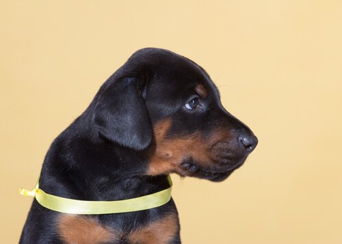 Iniciativa do laço amarelo permite que seu cão tenha seu espaço