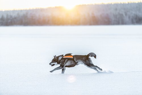Cachorro Jämhundt correndo na neve