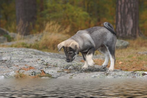 Filhote de Jämhundt