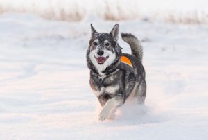 Jämthund, um cão muito parecido com o lobo