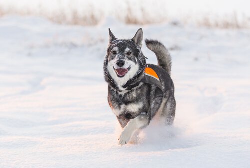 JÃ¤mthund, um cÃ£o muito parecido com o lobo