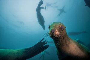 Leão-marinho: comportamento, características e habitat