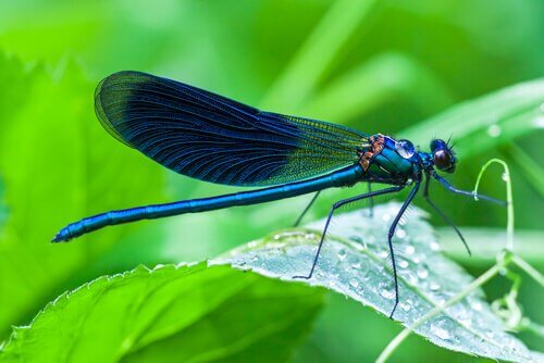 libélula azul sobre uma folha