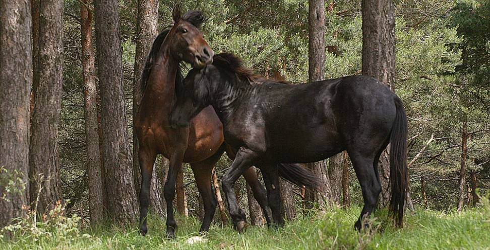 Cavalos da raça Losino