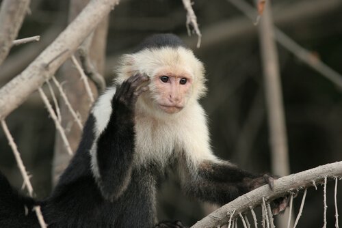 Macaco capuchinho: características, comportamento e habitat