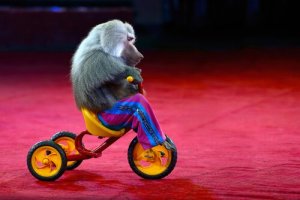 Maus-tratos contra animais: um macaco de roupa não é engraçado