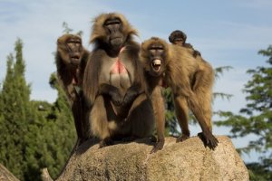 Macaco gelada: características, comportamento e habitat