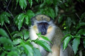 As incríveis habilidades de comunicação do macaco verde