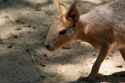 mara da Patagônia