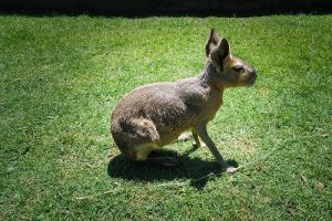 Mara ou lebre da Patagônia: características, comportamento e habitat