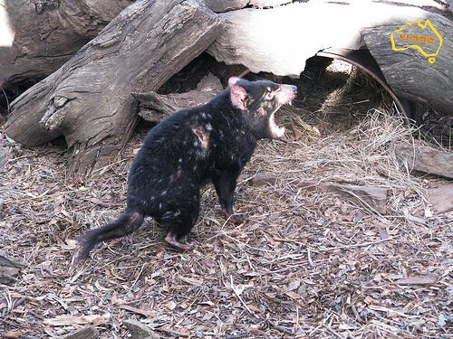 marsupiais: diabo-da-tasmânia