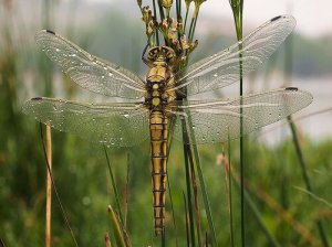 O que é a metamorfose nos animais?
