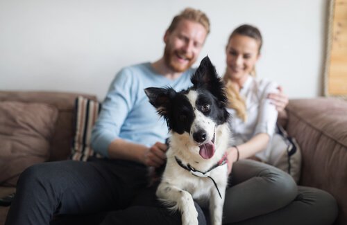 Casal com border collie