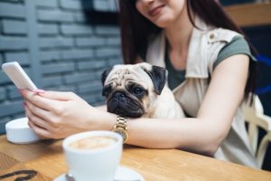 Millennials e animais de estimação: uma relação atípica