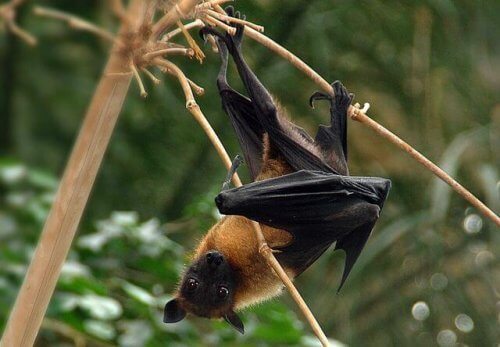 Os morcegos são perigosos para as pessoas?