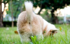 A cauda dos cães: importância na comunicação