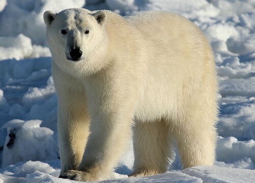 Efeitos da mudança climática nos ursos polares