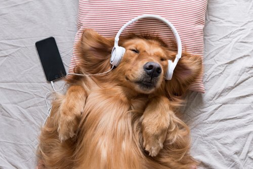Música para animais