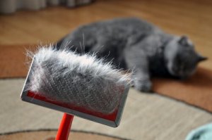 Os perigos da muda de pelo nos gatos
