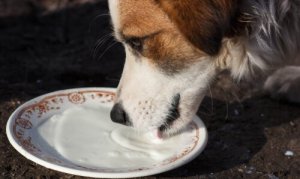 Bebidas saudáveis para cachorros
